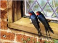 pájaros en la ventana